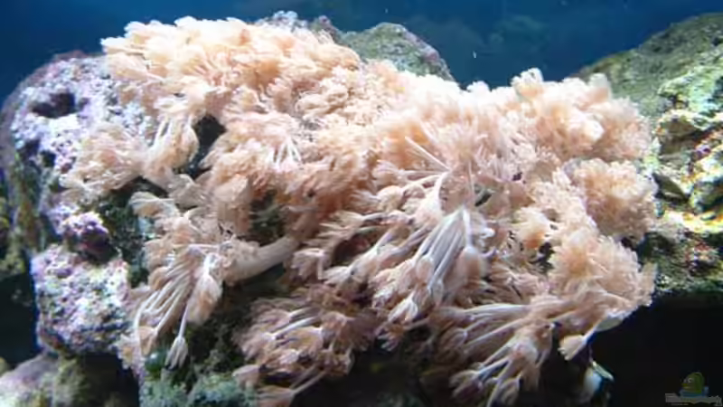 Dekoration im Aquarium Becken 575 von Jürgen Harles (2)