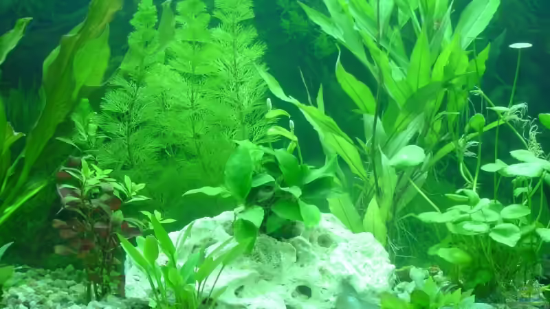Dekoration im Aquarium Becken 5754 von Michel Seifert (7)