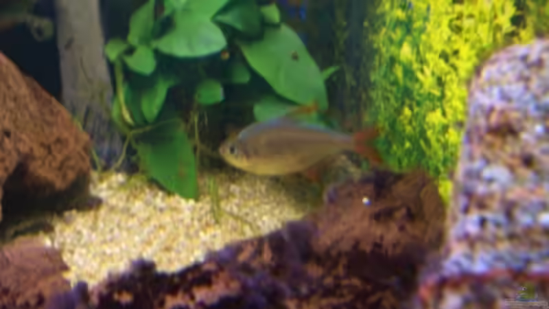 Dekoration im Aquarium Becken 5768 von Peter Brendel (10)