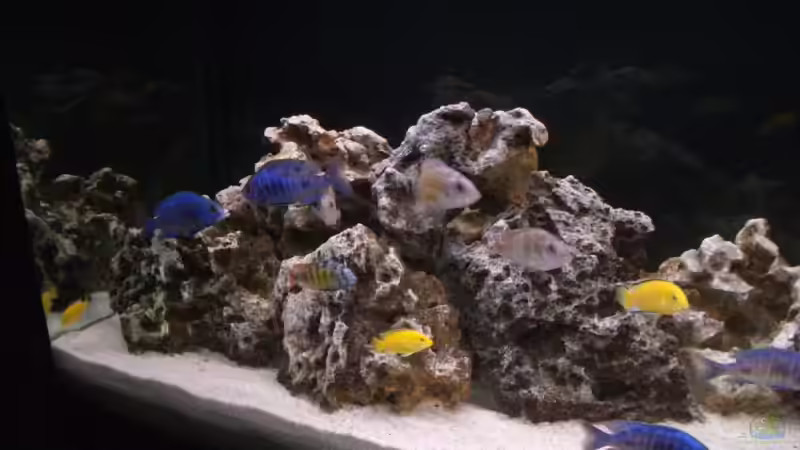 Dekoration im Aquarium Becken 5801 von Claudio Müller (6)