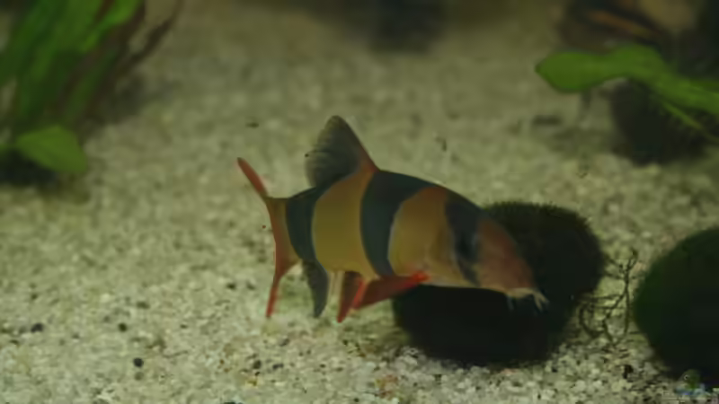 Dekoration im Aquarium Becken 5816 von Michael Schilling (19)