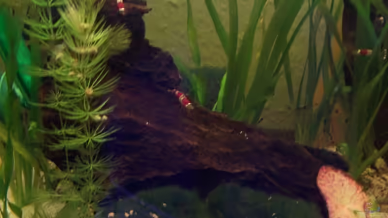 Dekoration im Aquarium Becken 5818 von Stefan Arenth (9)