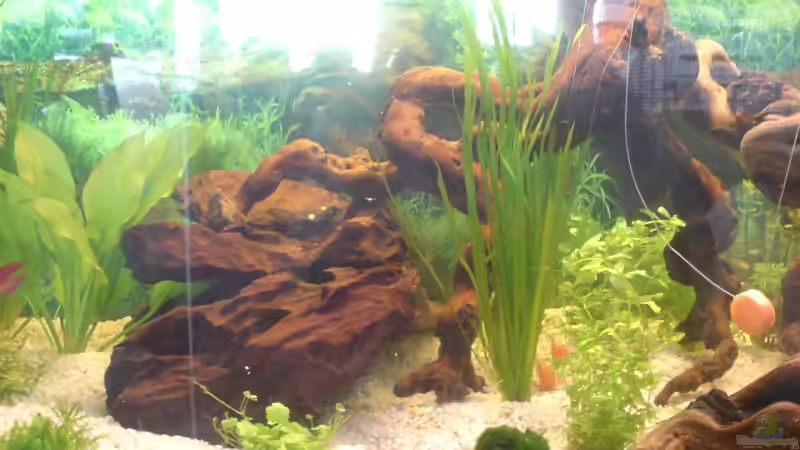 Dekoration im Aquarium Becken 5826 von Tobias Friese (7)