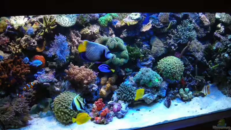 Dekoration im Aquarium Becken 5845 von Andre Lovsky (4)