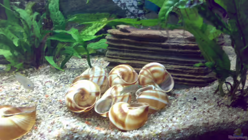 Dekoration im Aquarium Becken 5850 von Carsten Stange (4)