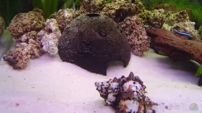 Dekoration im Aquarium Becken 5862 von Thomas Kuban (15)