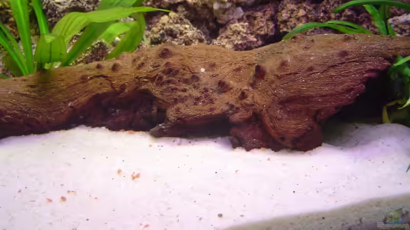 Dekoration im Aquarium Becken 5862 von Thomas Kuban (16)