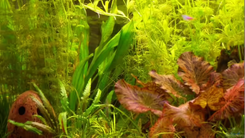 Dekoration im Aquarium Becken 5876 von Felix Bier (5)