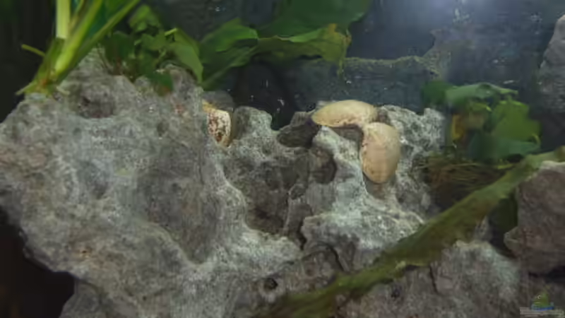 Dekoration im Aquarium Becken 5888 von Franz König (3)