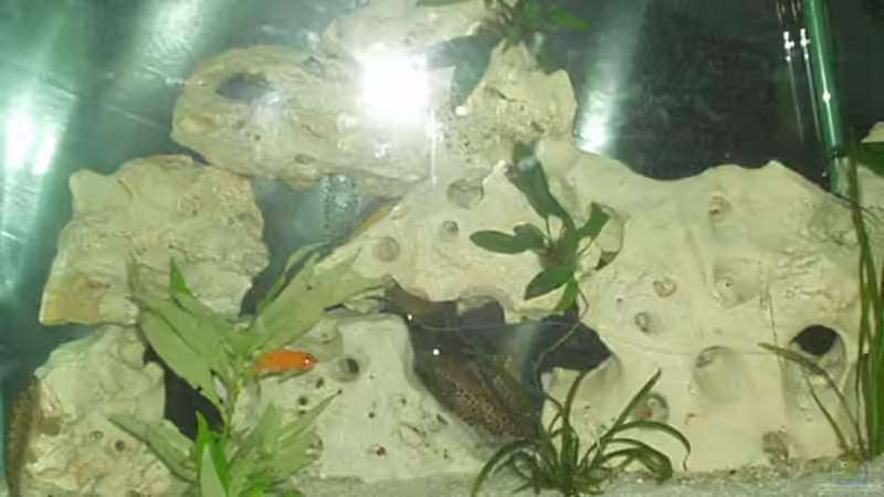 Dekoration im Aquarium Becken 59 von Rudolf Kiklin (3)