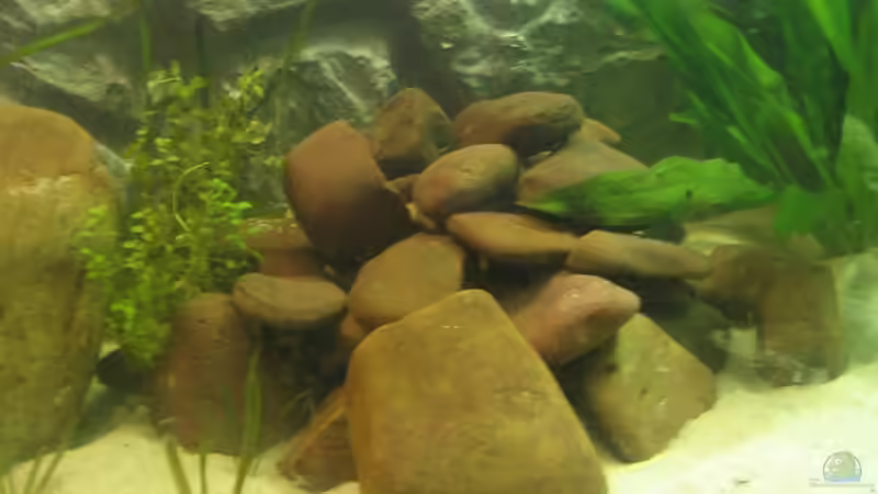 Dekoration im Aquarium Becken 5903 von Maurice Overheu & Dennis Klusmann (13)