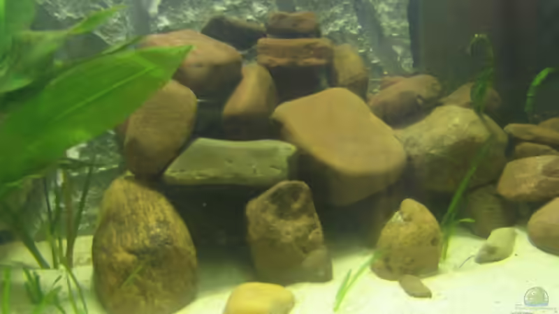 Dekoration im Aquarium Becken 5903 von Maurice Overheu & Dennis Klusmann (14)