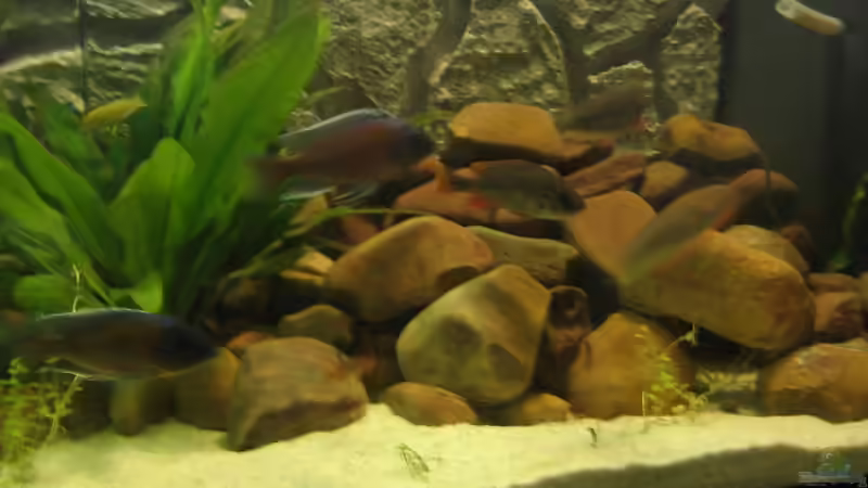 Dekoration im Aquarium Becken 5903 von Maurice Overheu & Dennis Klusmann (17)