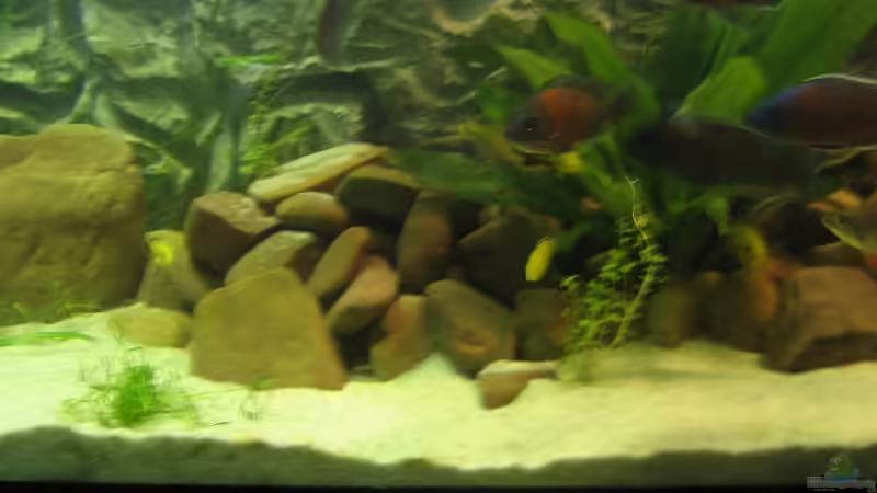 Dekoration im Aquarium Becken 5903 von Maurice Overheu & Dennis Klusmann (18)