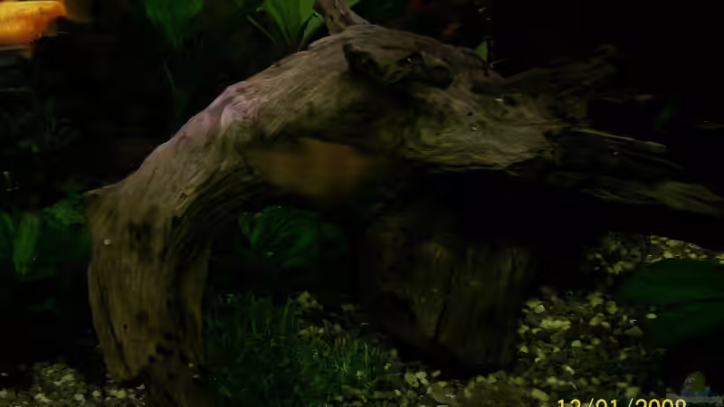 Dekoration im Aquarium Becken 5926 von Christian Wirth (10)