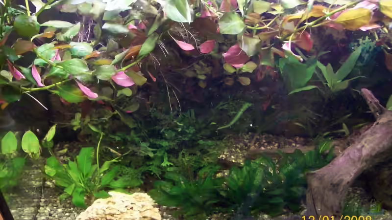 Dekoration im Aquarium Becken 5926 von Christian Wirth (11)