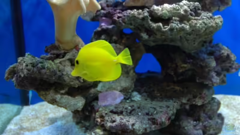 Dekoration im Aquarium Becken 5951 von Christian Fenzel (10)