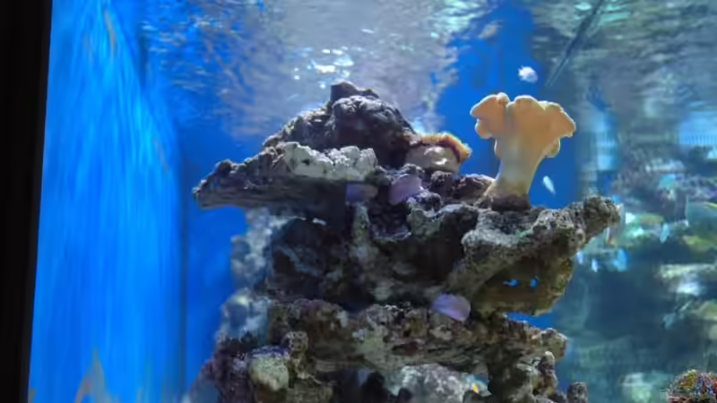 Dekoration im Aquarium Becken 5951 von Christian Fenzel (11)