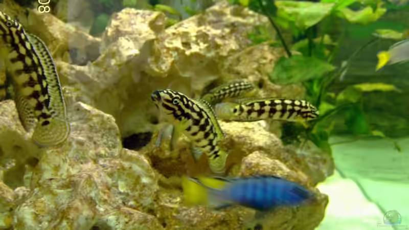 Dekoration im Aquarium Becken 5959 von Heiko Röder (5)