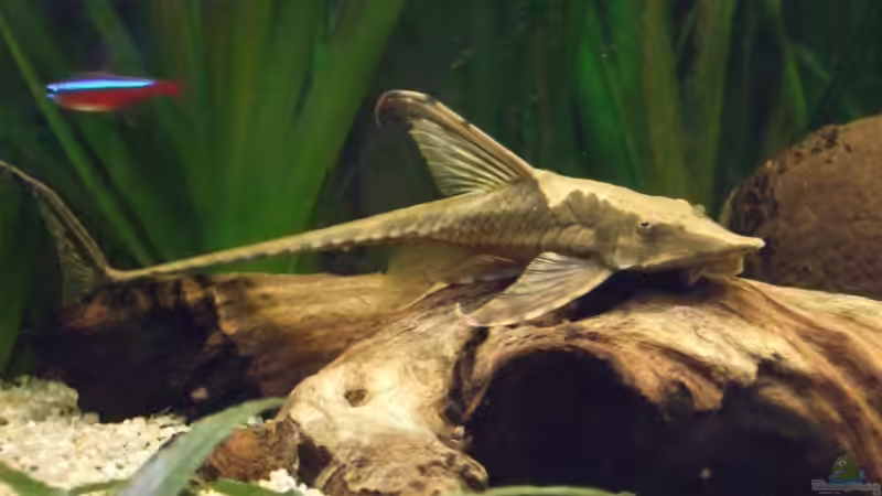 Dekoration im Aquarium Becken 6042 von Udo Müller (17)