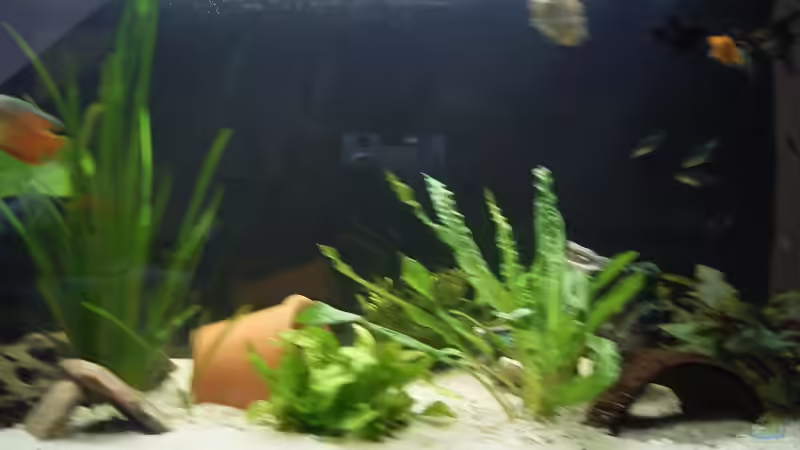 Dekoration im Aquarium Becken 6060 von Sven Schmitz (4)