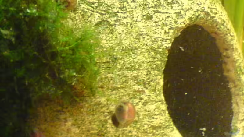 Dekoration im Aquarium Becken 6061 von Tobias Bäckermann (5)