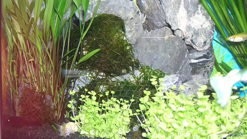 Dekoration im Aquarium Becken 6066 von Jonas Stephan (10)