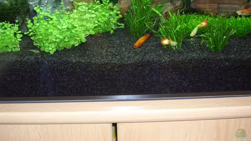 Dekoration im Aquarium Becken 6066 von Jonas Stephan (11)