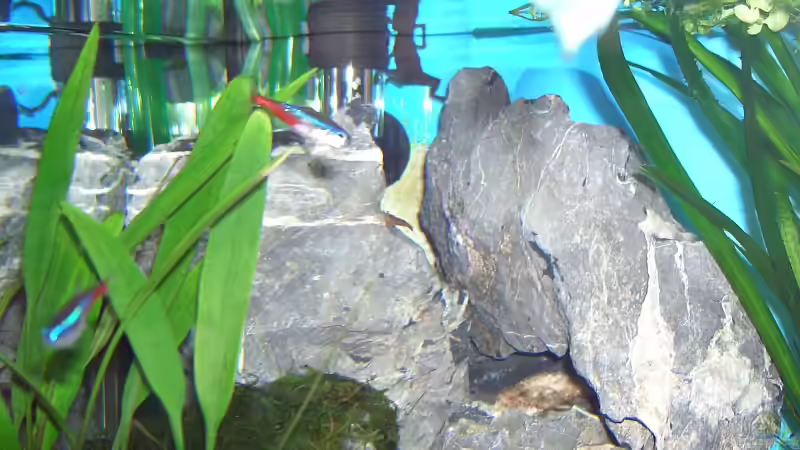Dekoration im Aquarium Becken 6066 von Jonas Stephan (8)