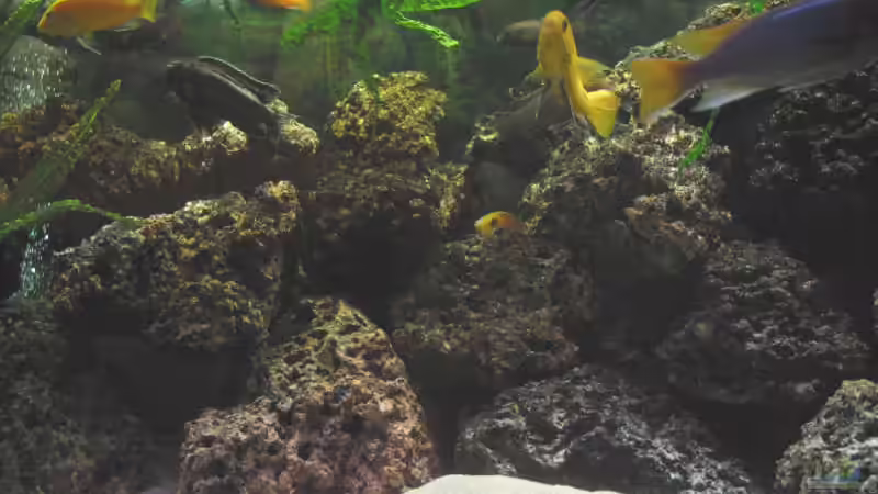 Dekoration im Aquarium Becken 607 von Daniel Hieber (10)