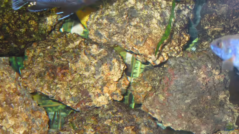 Dekoration im Aquarium Becken 607 von Daniel Hieber (8)