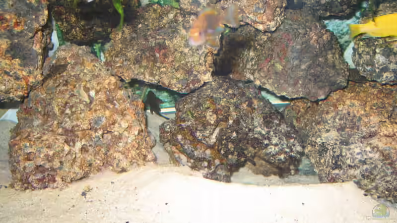 Dekoration im Aquarium Becken 607 von Daniel Hieber (9)