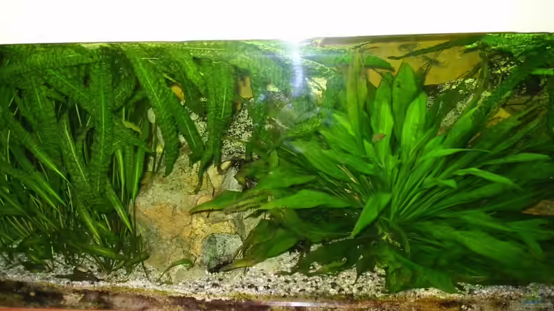 Dekoration im Aquarium Becken 6113 von Ulf Bruder (4)