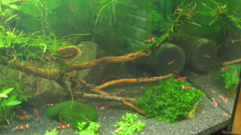 Dekoration im Aquarium Becken 6137 von Gerd Zimmermann (16)