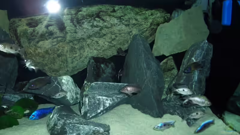 Dekoration im Aquarium Becken 6141 von Sebastian Pietrzyk (10)