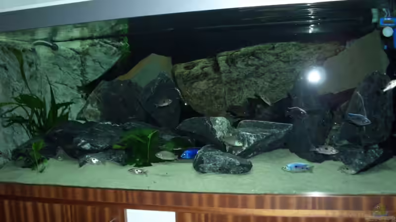 Dekoration im Aquarium Becken 6141 von Sebastian Pietrzyk (11)