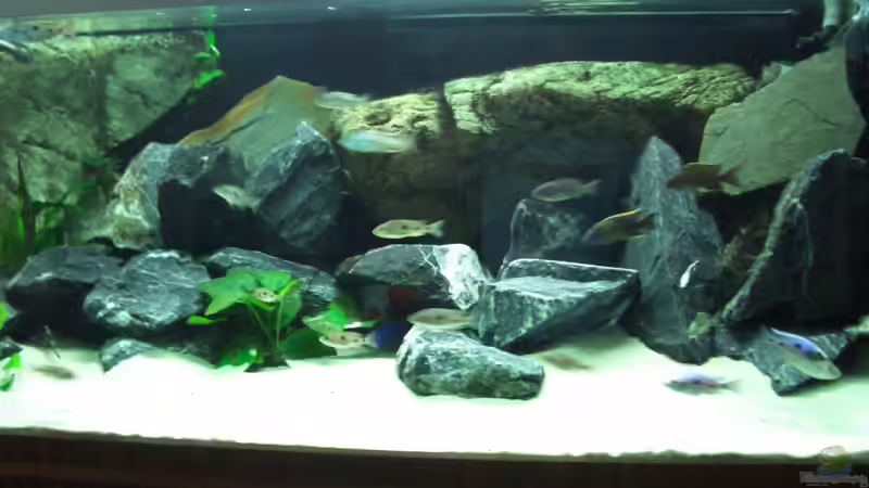 Dekoration im Aquarium Becken 6141 von Sebastian Pietrzyk (12)