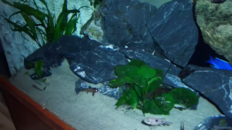 Dekoration im Aquarium Becken 6141 von Sebastian Pietrzyk (13)