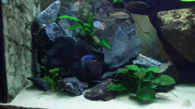 Dekoration im Aquarium Becken 6141 von Sebastian Pietrzyk (14)