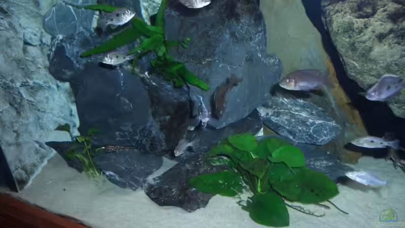 Dekoration im Aquarium Becken 6141 von Sebastian Pietrzyk (15)