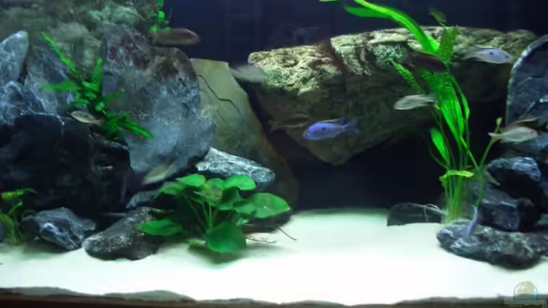 Dekoration im Aquarium Becken 6141 von Sebastian Pietrzyk (16)