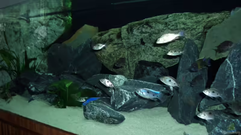 Dekoration im Aquarium Becken 6141 von Sebastian Pietrzyk (9)