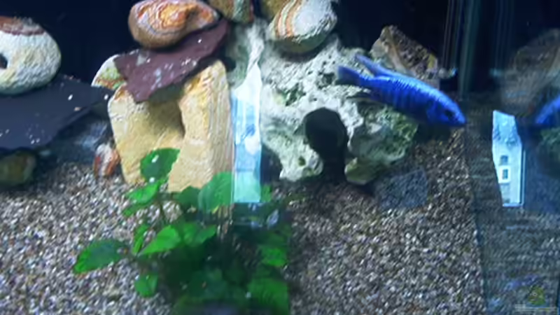 Dekoration im Aquarium Becken 615 von Dominic Moritz (5)