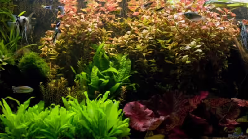 Dekoration im Aquarium Becken 6195 von Thomas Hermsdorf (5)