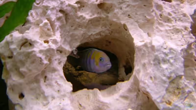 Dekoration im Aquarium Becken 6244 von Oliver Rädel (11)