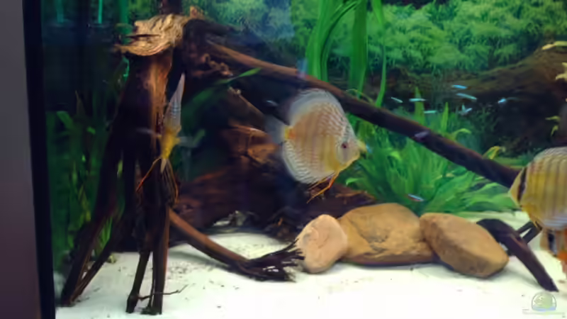 Dekoration im Aquarium Becken 6282 von Christoph Schulz (5)