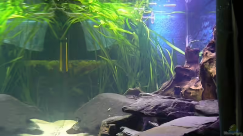 Dekoration im Aquarium Becken 6291 von René Leubecher (10)