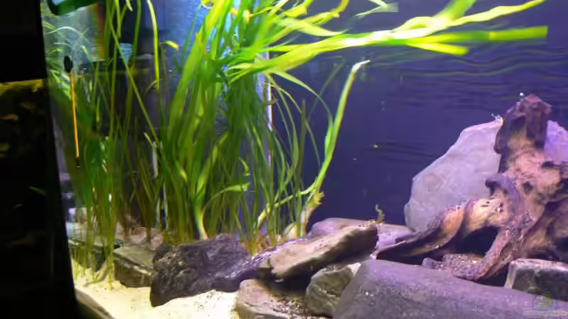 Dekoration im Aquarium Becken 6291 von René Leubecher (11)