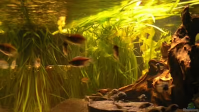 Dekoration im Aquarium Becken 6291 von René Leubecher (12)