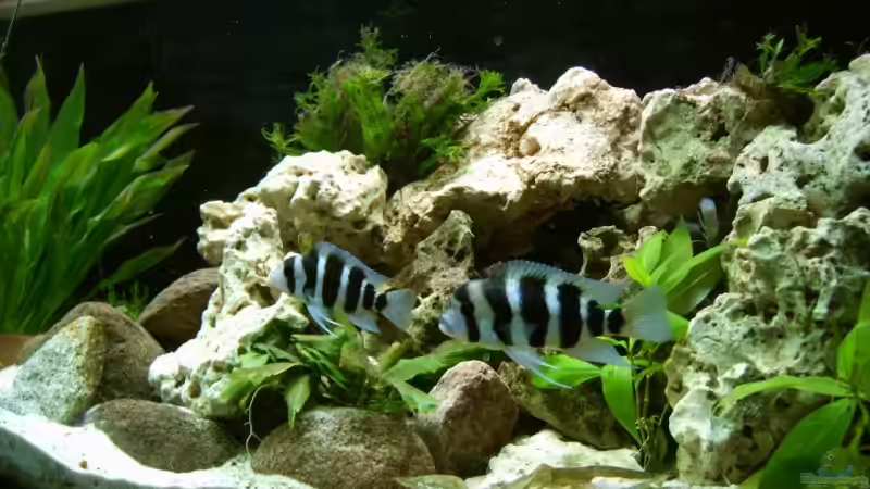 Dekoration im Aquarium Becken 6293 von Sandra Ringle und Jörg Buß (10)